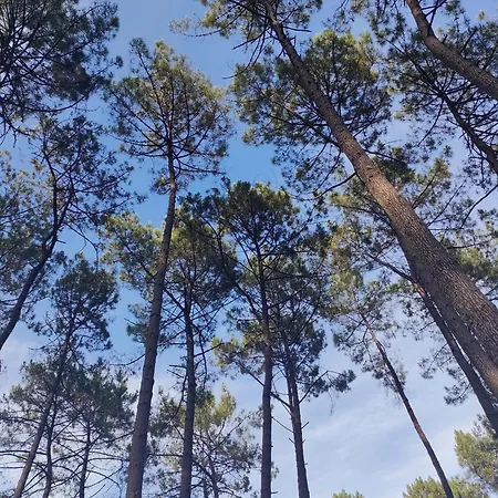 Agreable Sud Landes Apartment